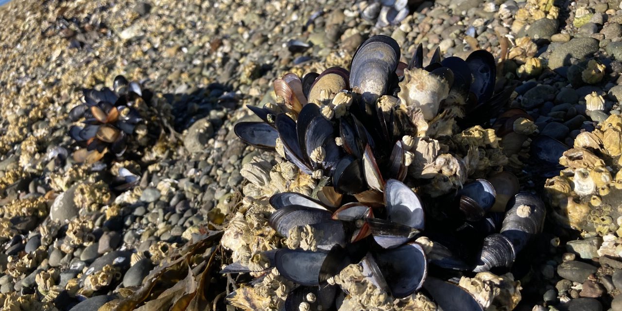 Heat dome found to be deadly for some shellfish species, but not for others
