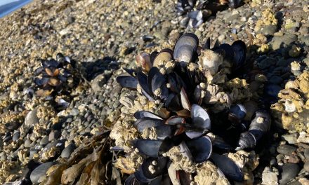 Heat dome found to be deadly for some shellfish species, but not for others