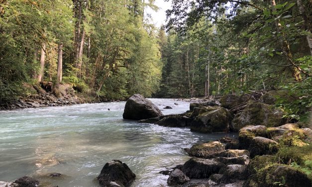Forest acquisition could preserve water for summer streamflows 