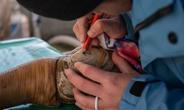 Aging Geoduck is as easy as counting rings on a shell