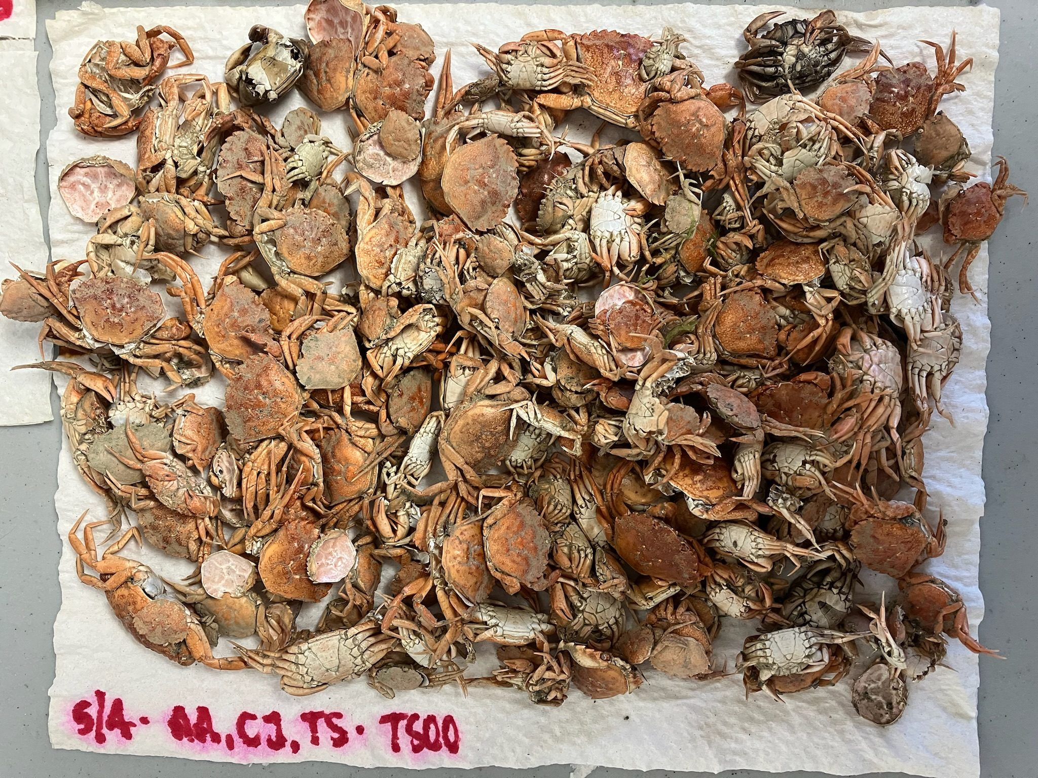 Makah Tribe Gets Early Hit of Invasive European Green Crab