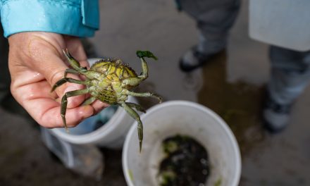Being Frank: We Need All Hands on Deck to Slow the Spread of European Green Crab