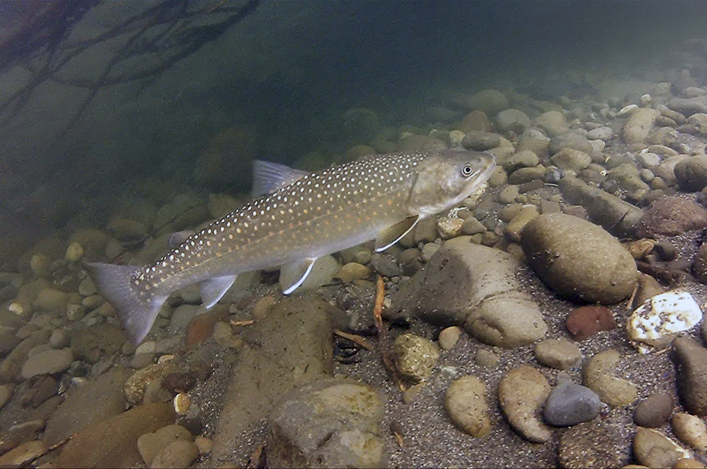 Bull trout help examine the health of the Dungeness River