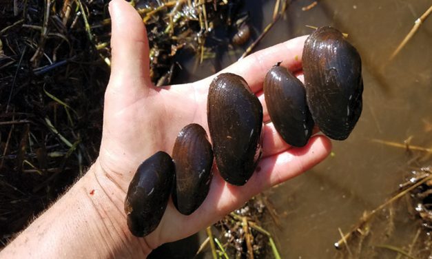 Stillaguamish Tribe tracking freshwater mussels