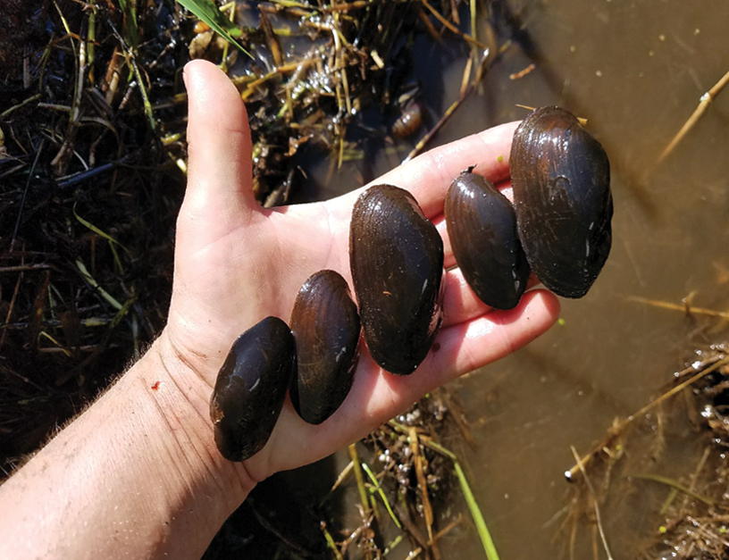 Stillaguamish Tribe tracking freshwater mussels