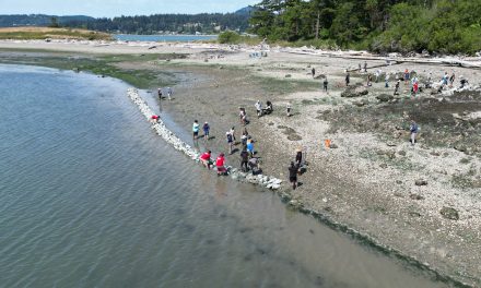 Swinomish clam garden lays a foundation for future generations of harvest