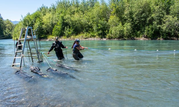 Elwha River test fishery looks at potential fishing methods