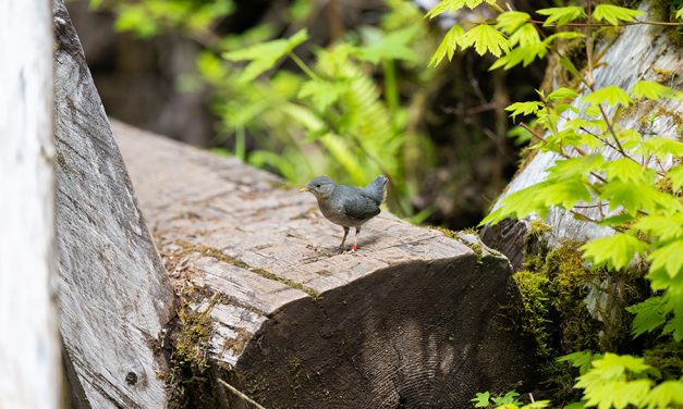 A salmon-focused look at the American Dipper