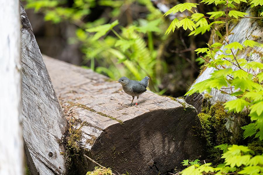 A salmon-focused look at the American Dipper