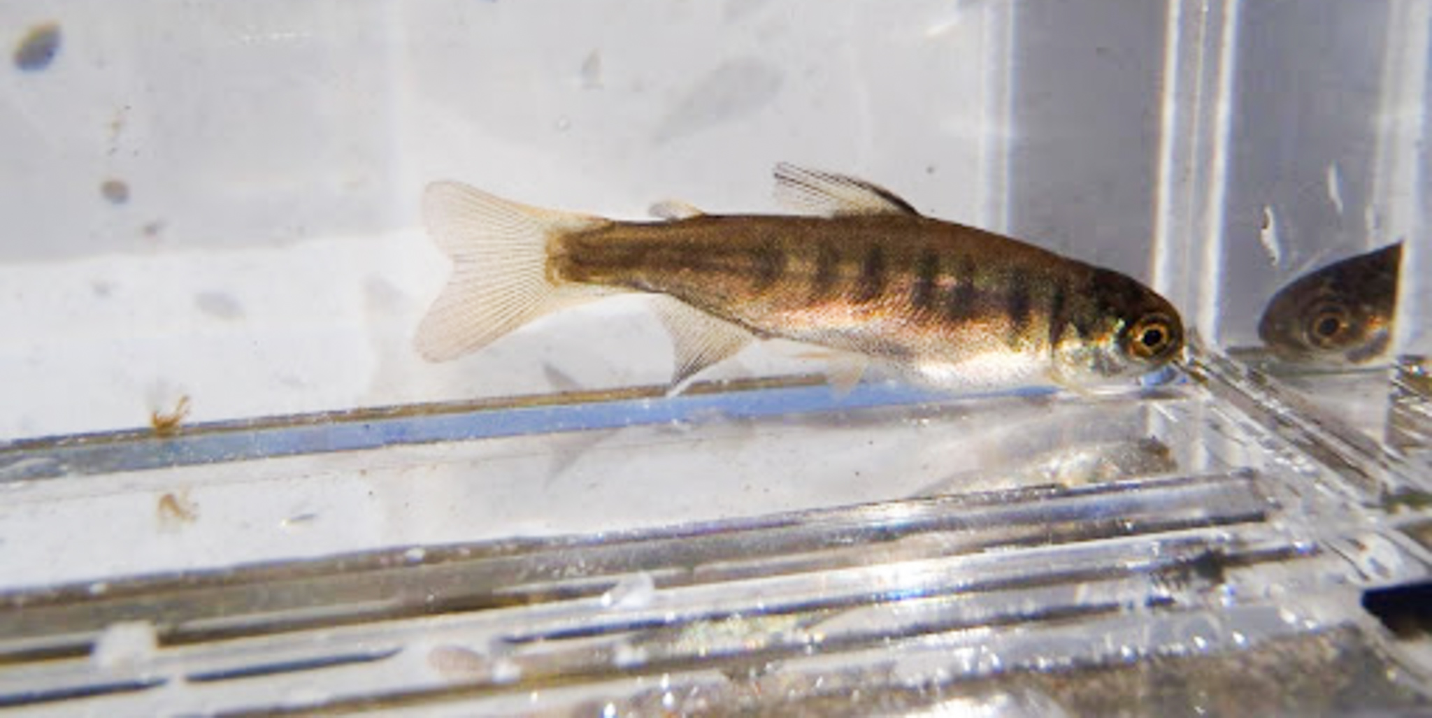 A young salmon from the Skagit River near Gorge Dam in clear examination box.