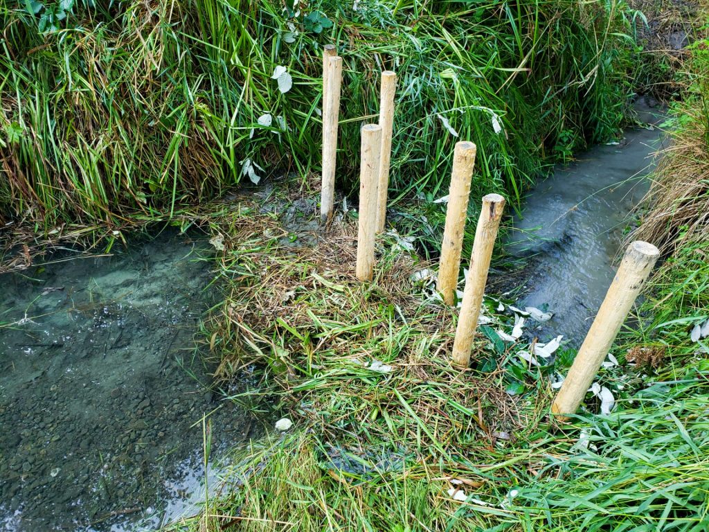 Testing imitation beaver dams as climate mitigation strategy