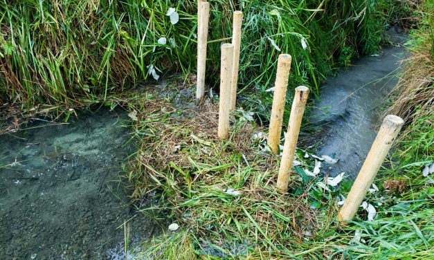 Testing imitation beaver dams as climate mitigation strategy