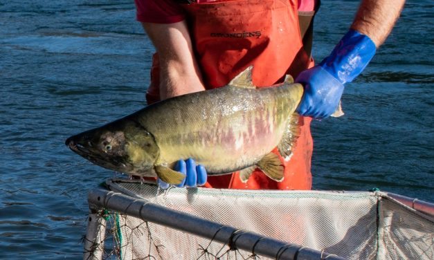 New hatchery program aims to boost Skagit River chum