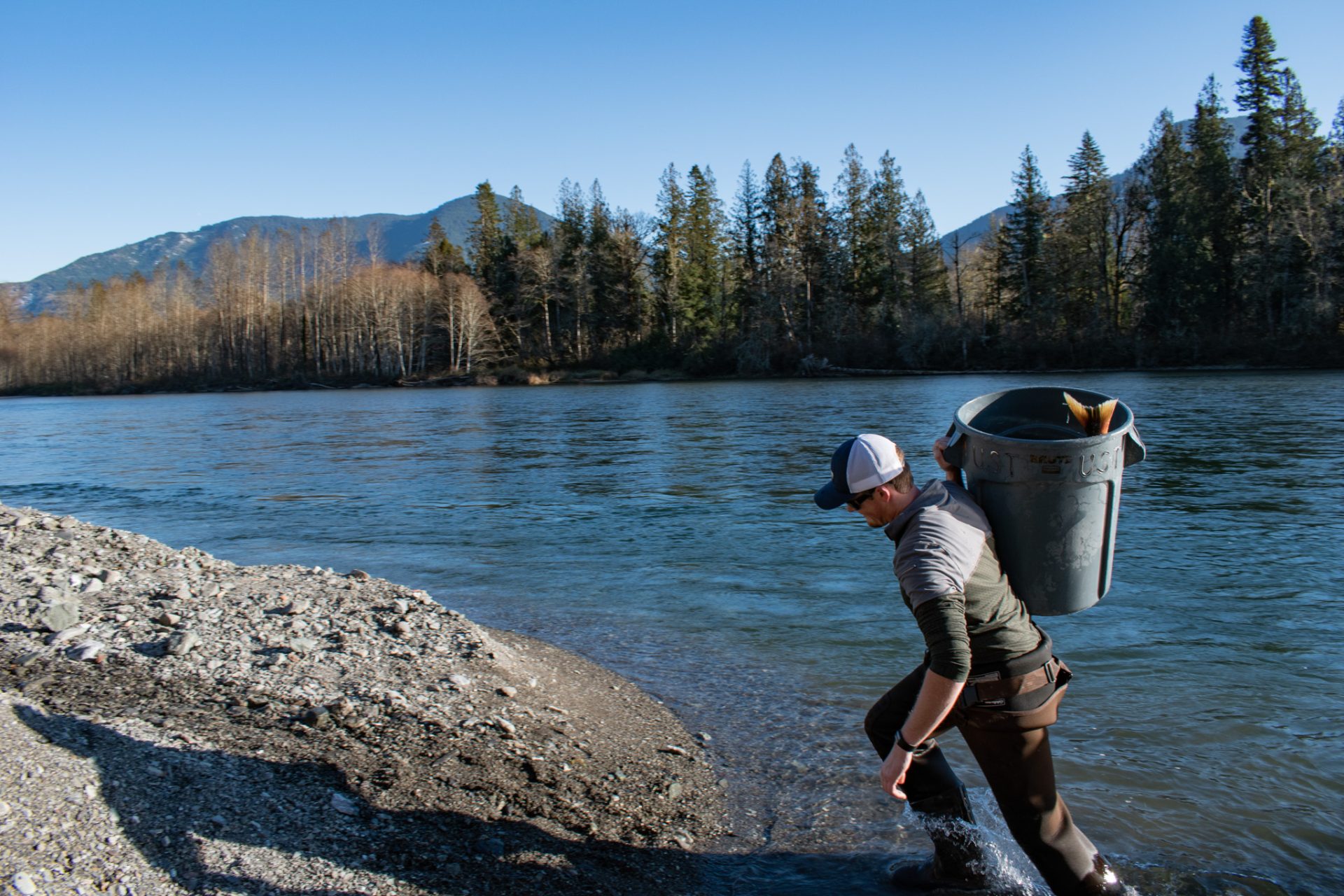 New hatchery program aims to boost Skagit River chum - Northwest