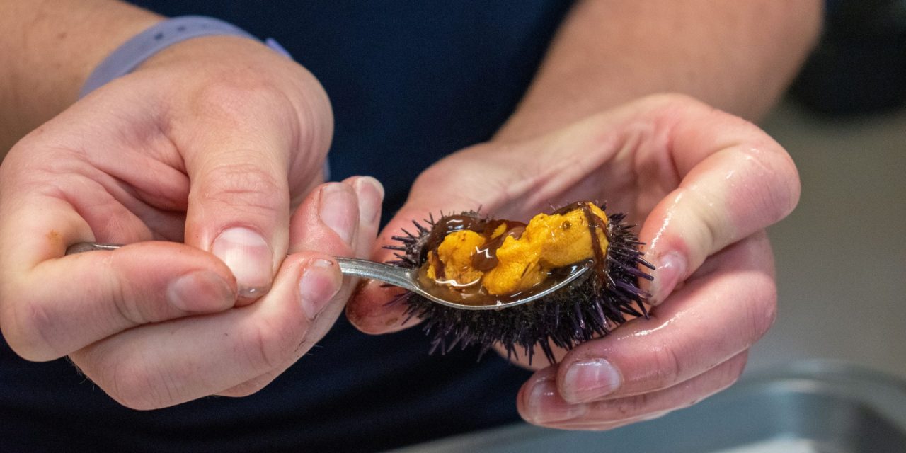 Tribe concerned about Purple Urchin Barrens and kelp forests