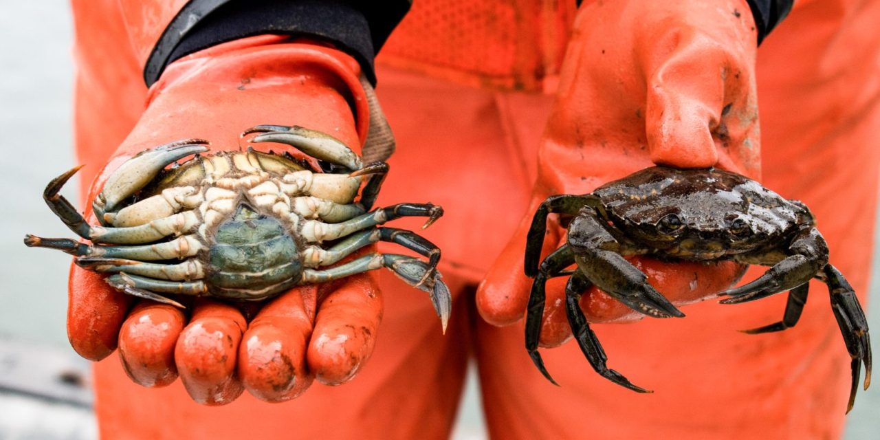 Fight in “brushfire mode” against invasive crab
