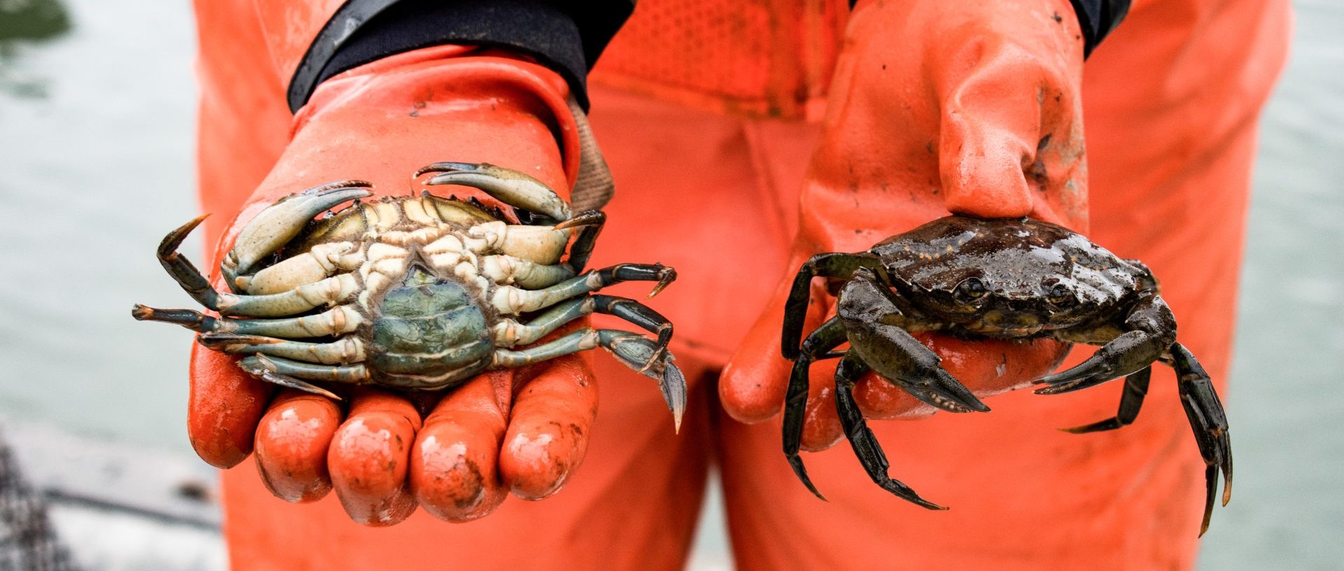 Fight in “brushfire mode” against invasive crab