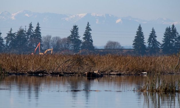 Restoring Snohomish estuary habitat to improve salmon survival