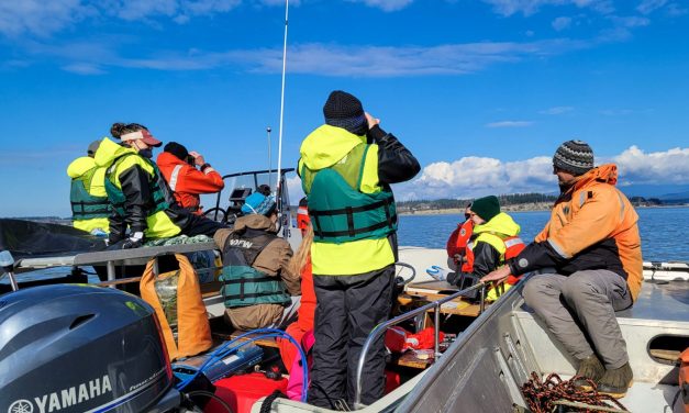 Study examines potential seal predation of Stillaguamish salmon