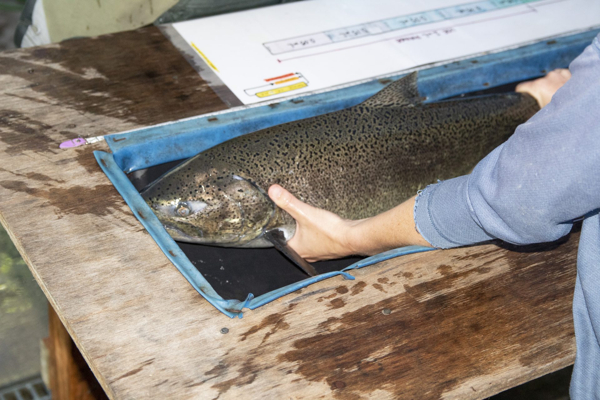 Being Frank: Hatchery salmon hold the ecosystem together
