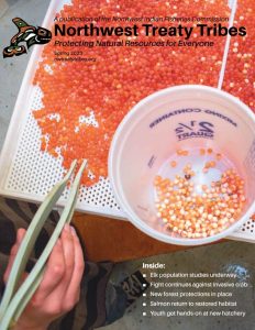 student picks dead coho salmon eggs from a hatchery tray