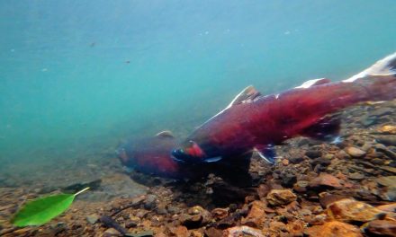 Lower Elwha Klallam Tribe to hold coho salmon fishery this fall