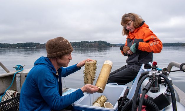Squaxin Island Tribe, partners look to revitalize kelp