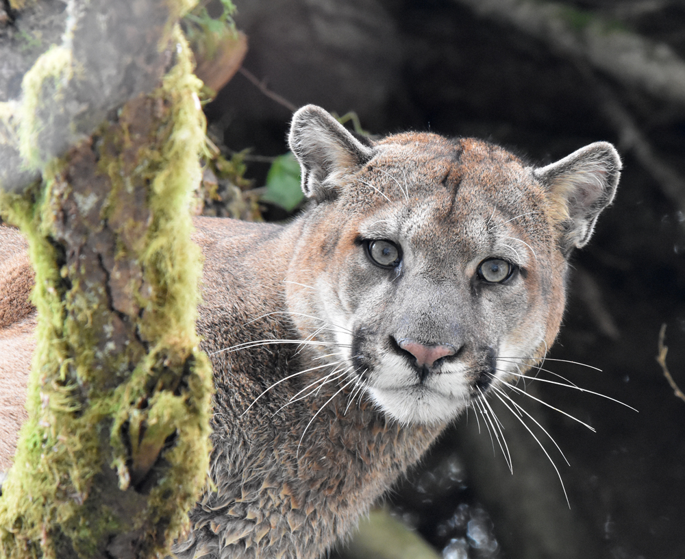 Olympic Cougar Project reveals habitat limitations