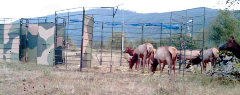 Passive Elk Traps Aid Efforts To Bolster Herd