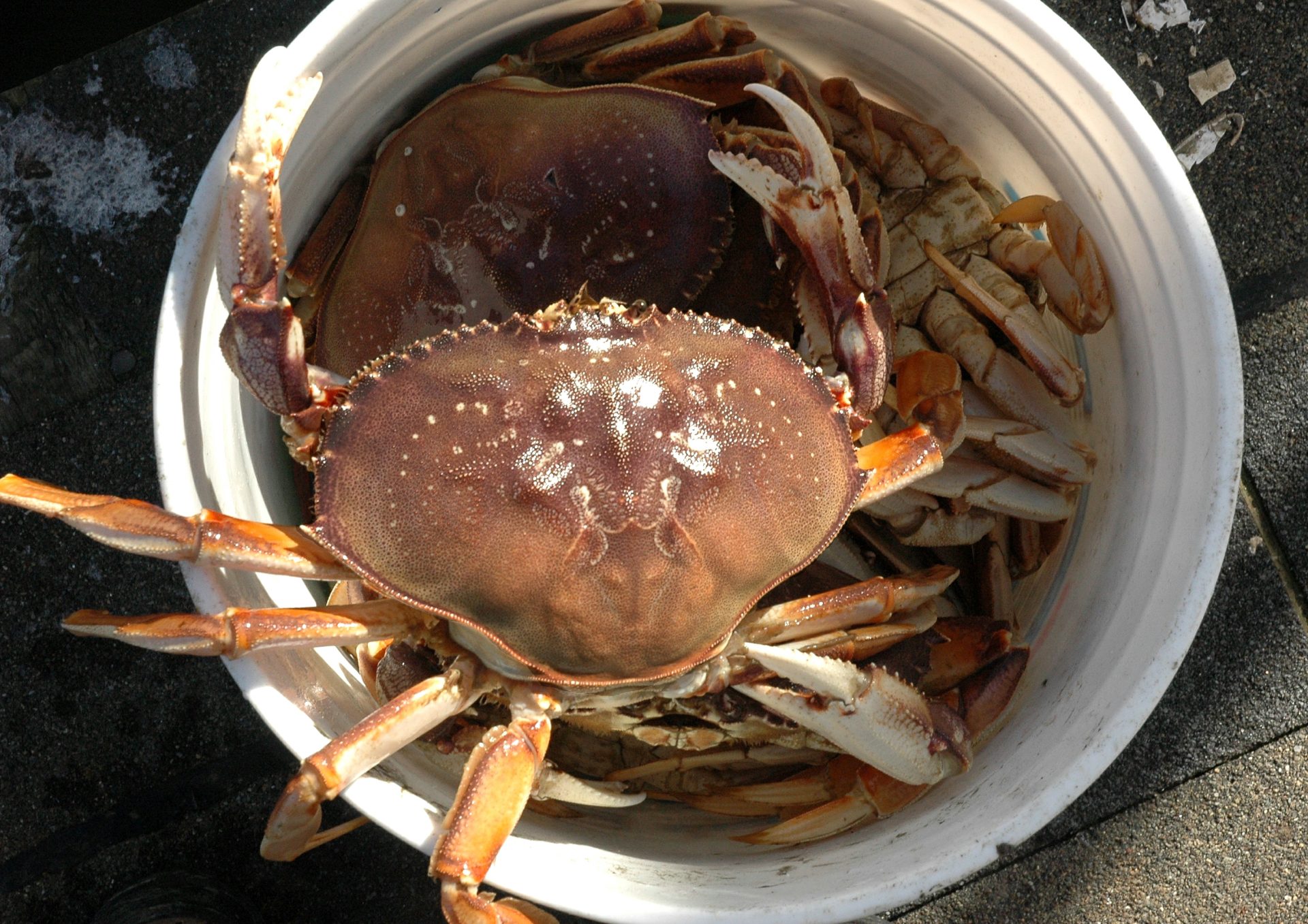 Crabbers must be accountable for their share of the harvest