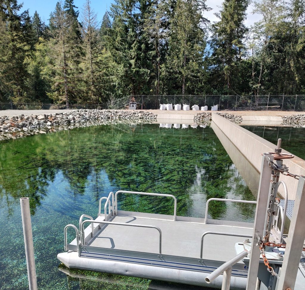 'Great success' Baker River sockeye reach record number Northwest
