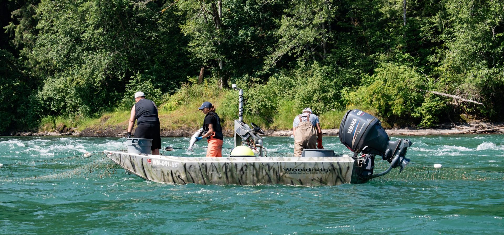 ‘Great success’: Baker River sockeye reach record number