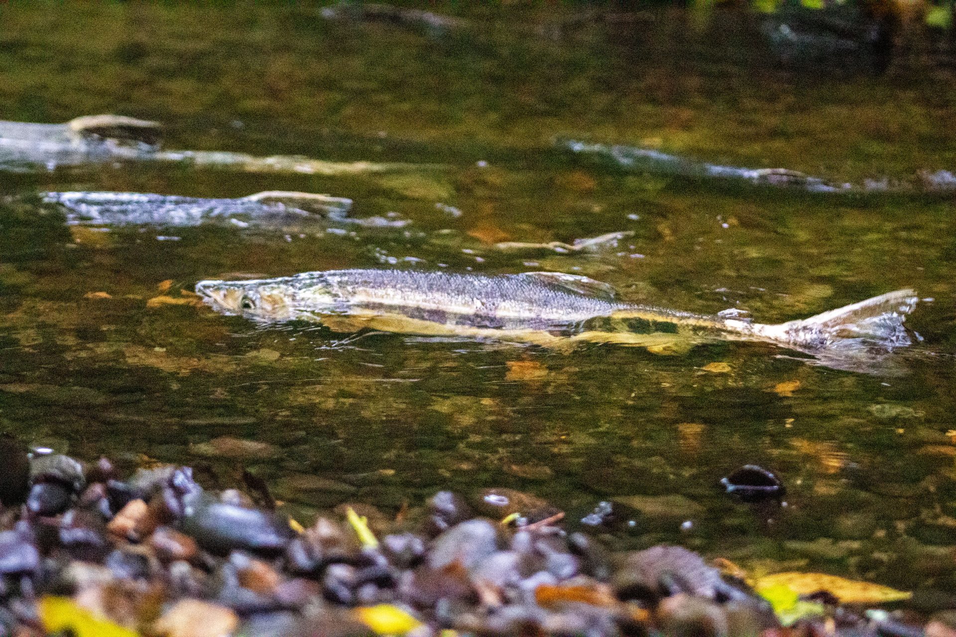 Salmon Recovery is working, but we can’t stop here