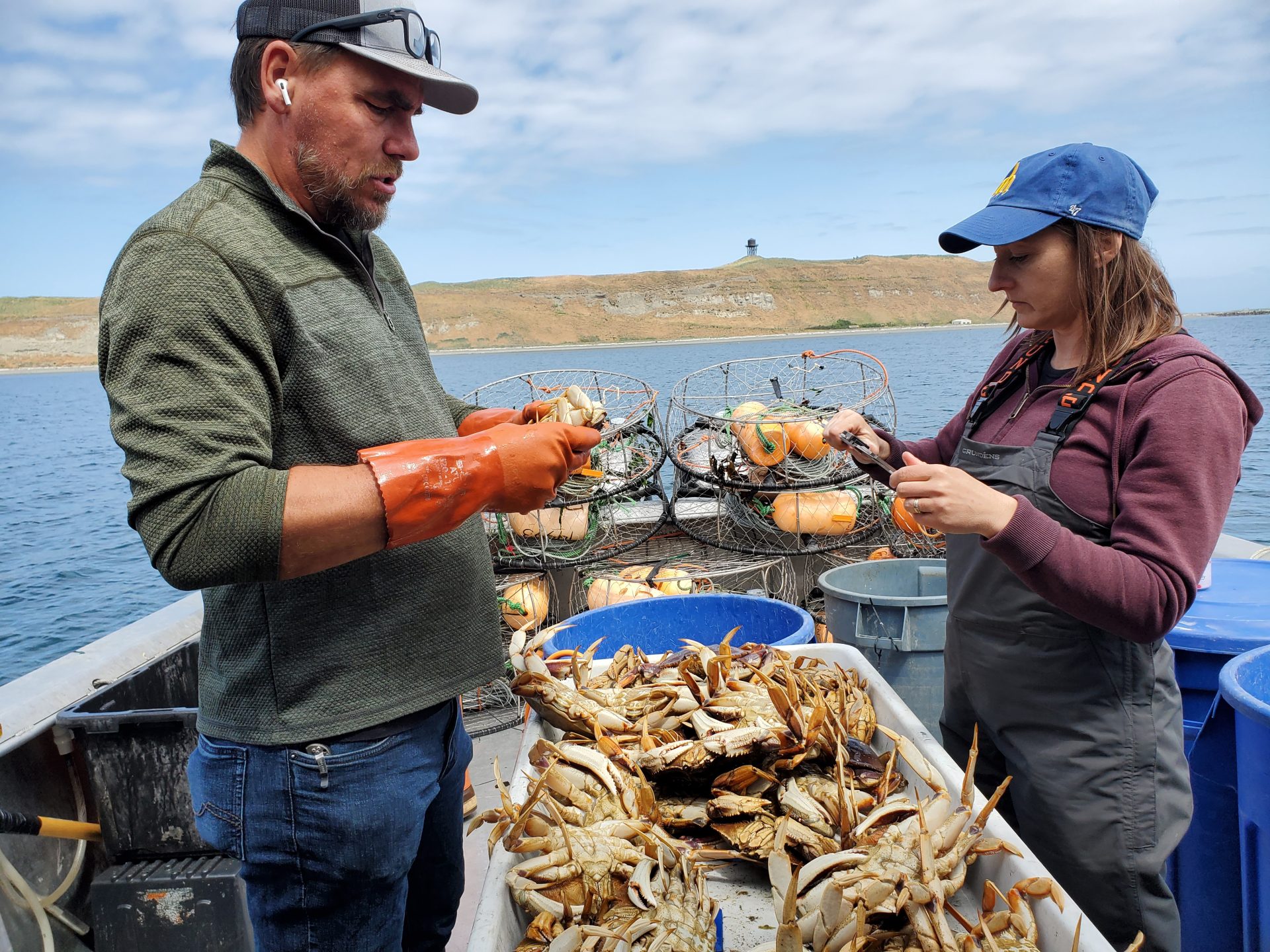 Jamestown S’Klallam Tribe, partners using Dungeness crab DNA for population study