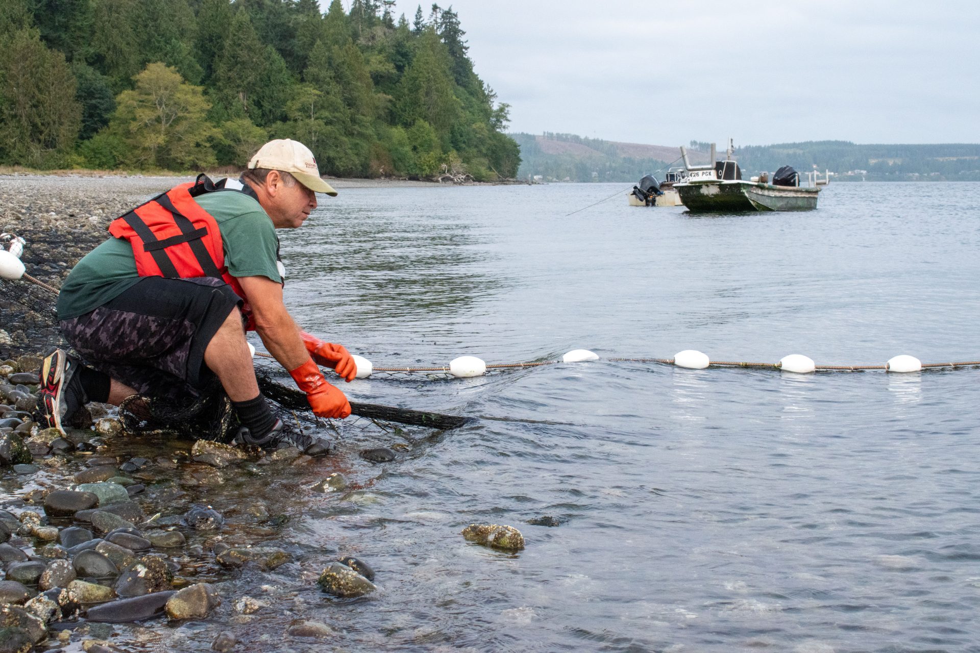 What’s killing Hood Canal salmon? Tags offer clues