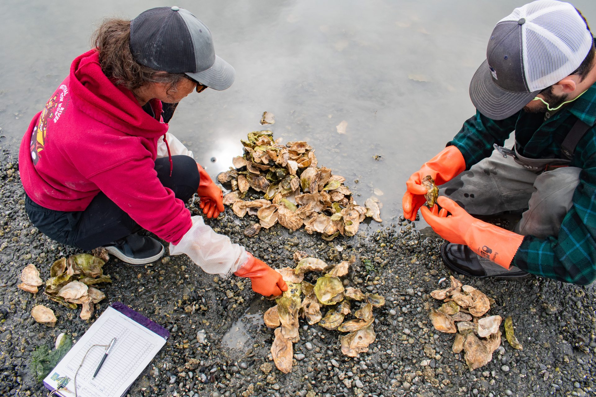 Oyster project aims to restore access to ancestral food