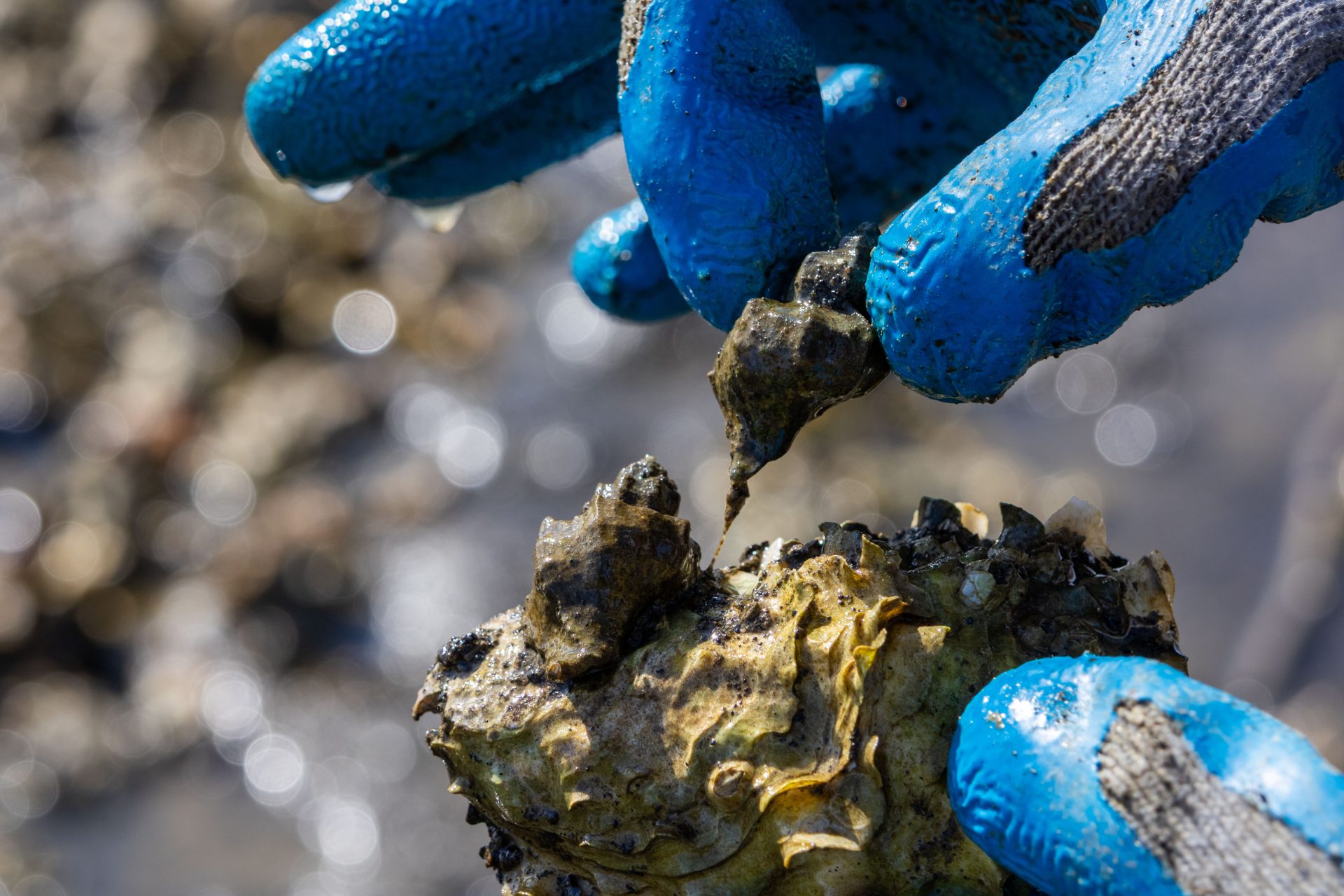 Invasive snails harmful to oyster health