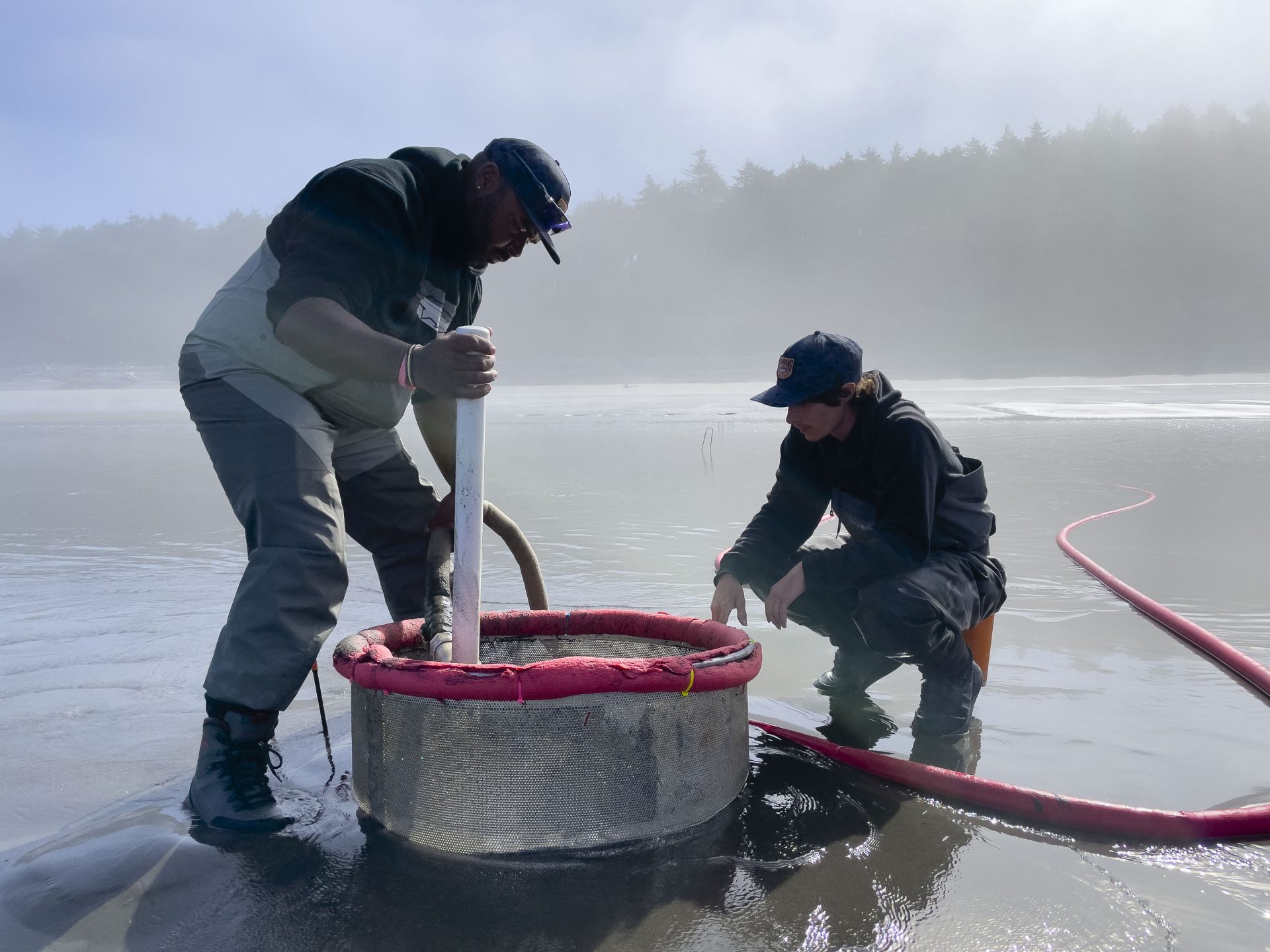 Clam surveys guide harvest management