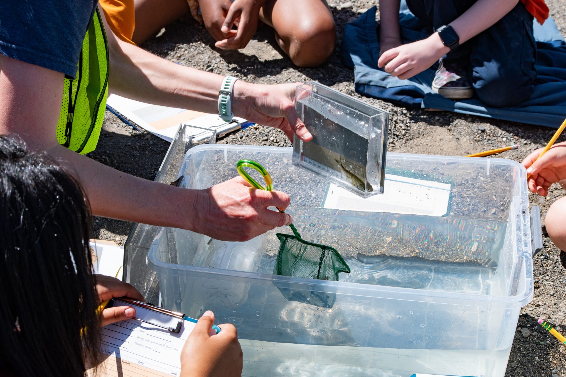 Nooksack, Lummi key partners in salmon education program