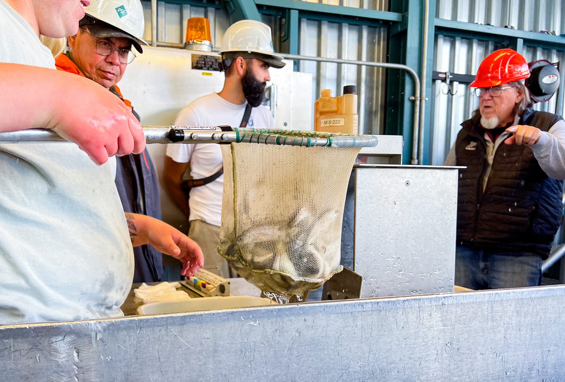 Baker River sockeye program a model for fish passage