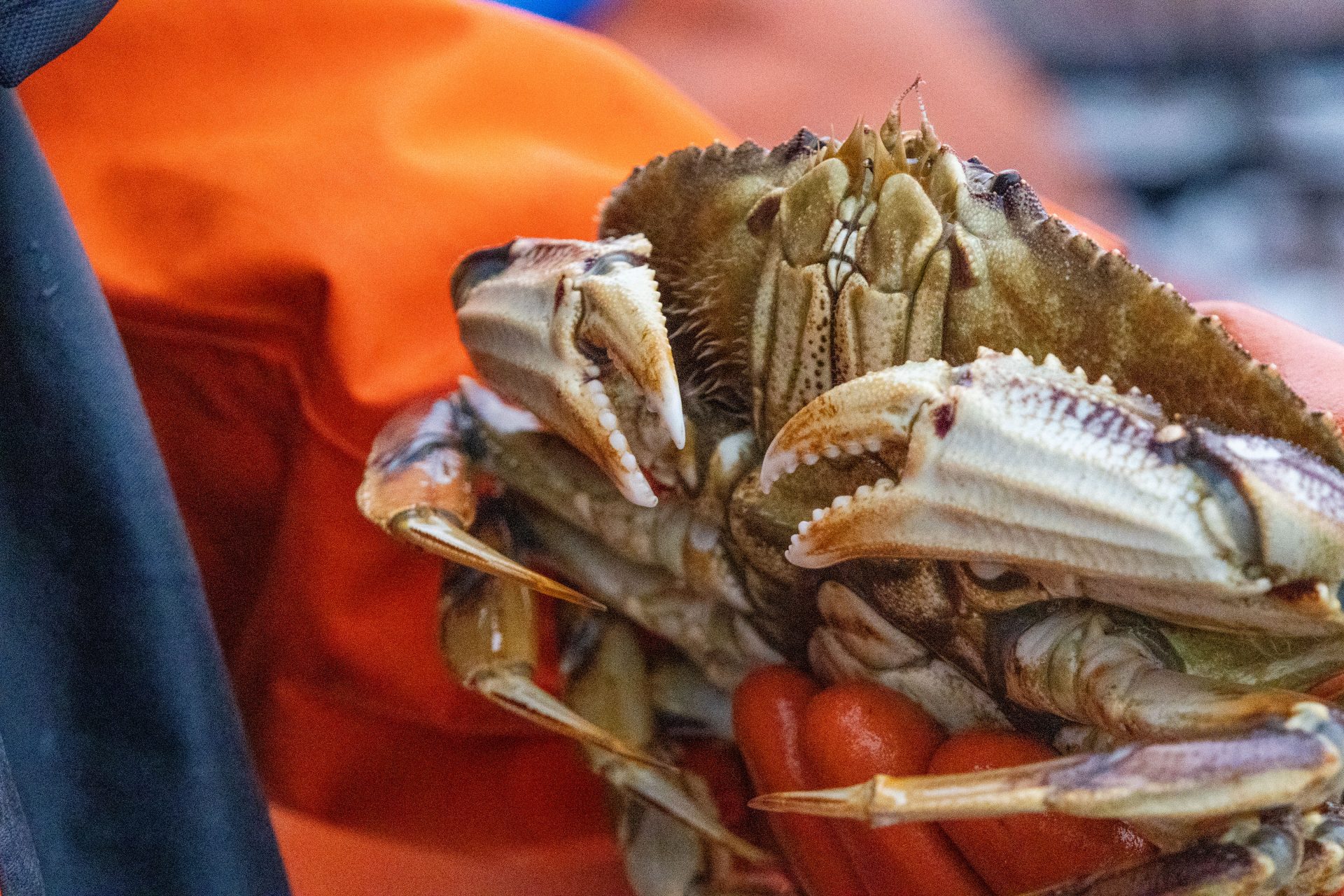 Dungeness crab molting period may be shifting