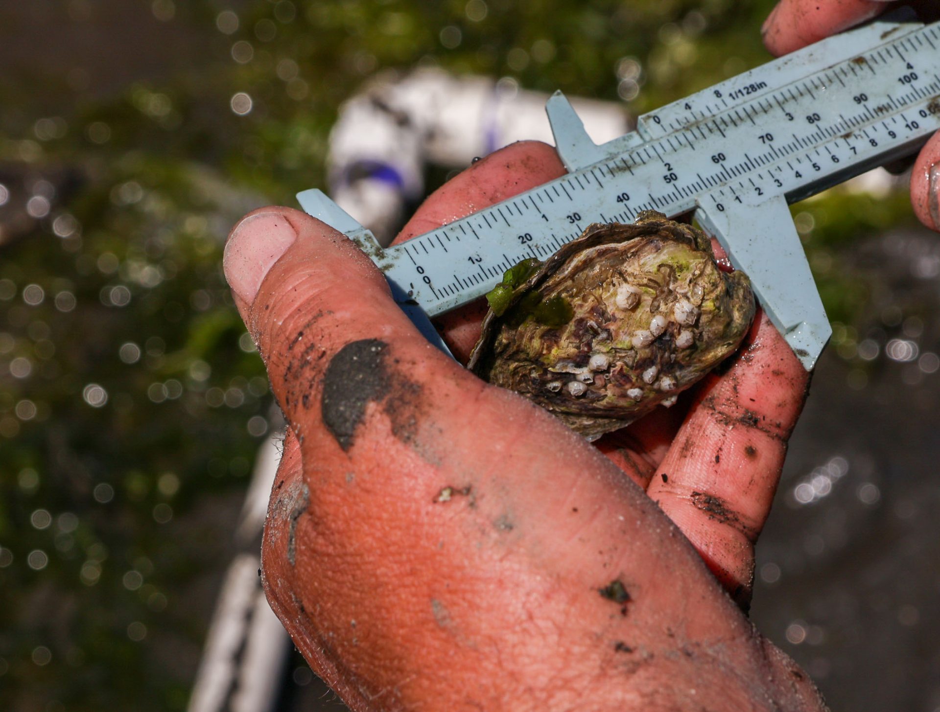 Restoration of Olympia oysters gains traction