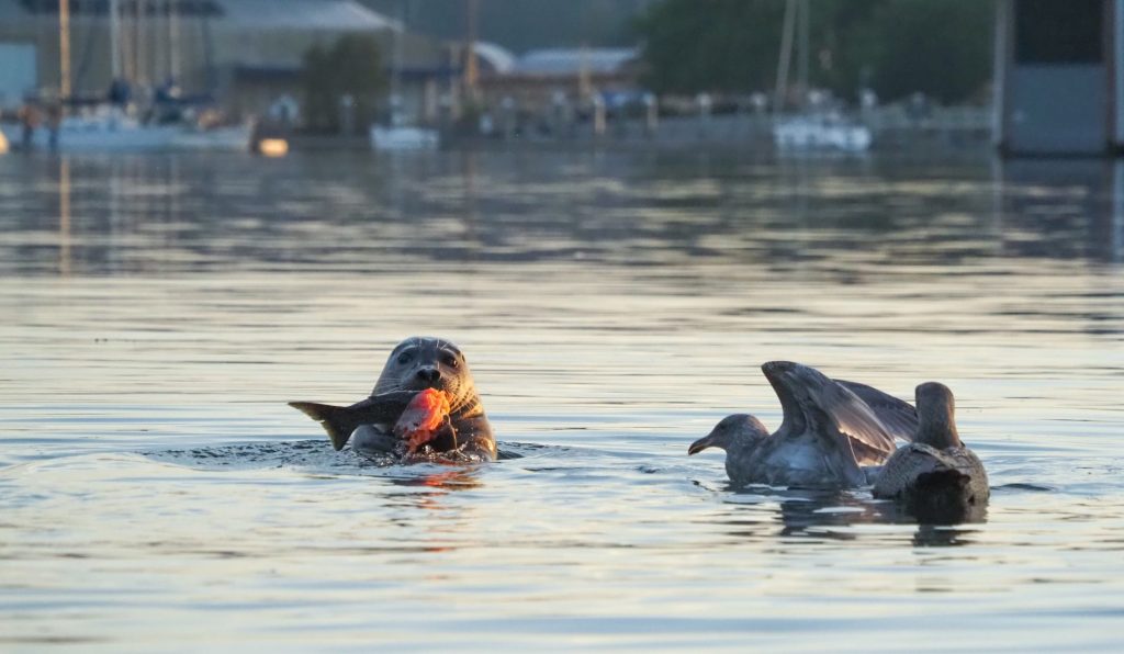 A seal eats a salmon near Tumwater Falls, while seabirds watch.