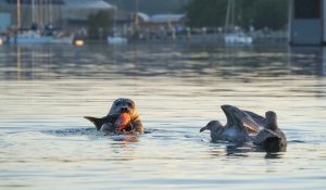 A seal eats a salmon near Tumwater Falls, while seabirds watch.