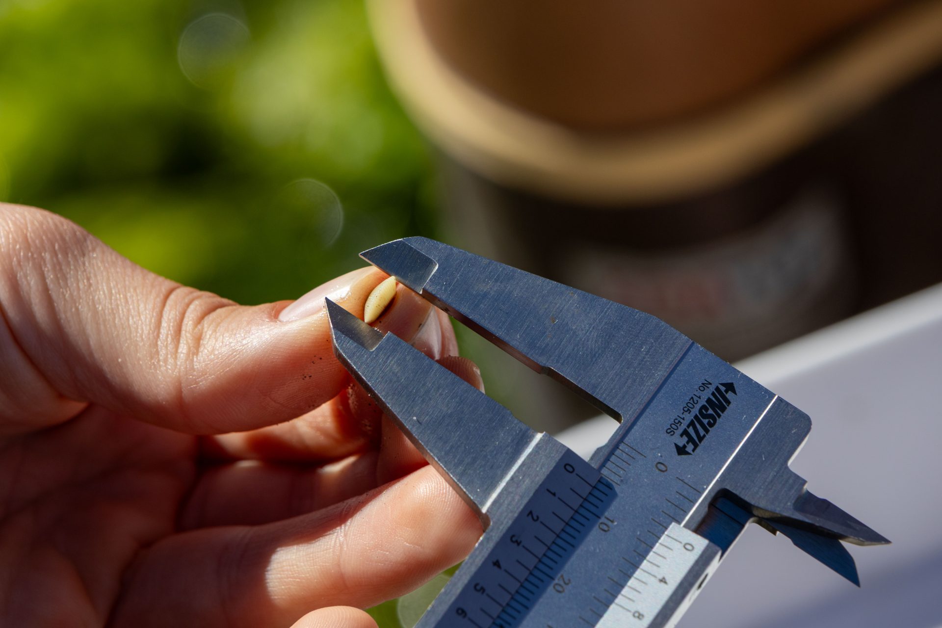 Partnership experiments with cockle outplanting in geoduck tubes