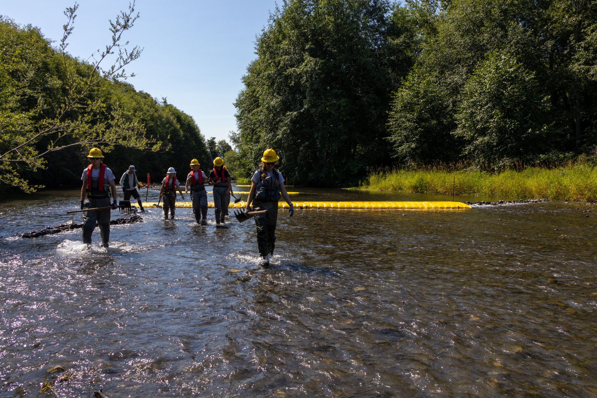 Salmon in Dungeness River get help swimming upstream